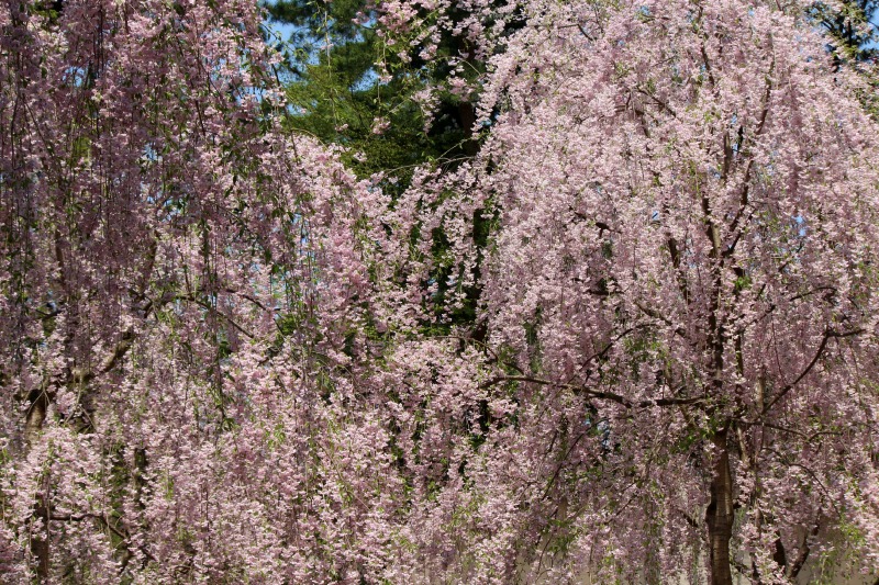 a0127090_20441143.jpg