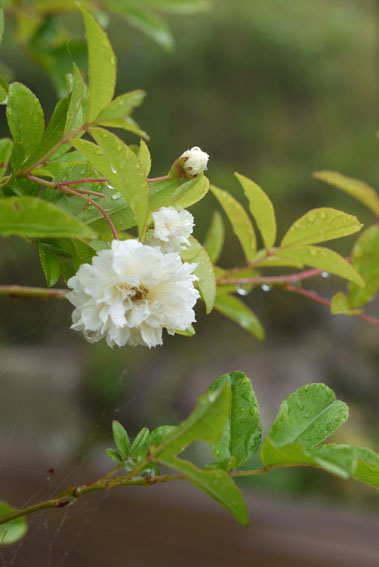 f0222692_1122645.jpg