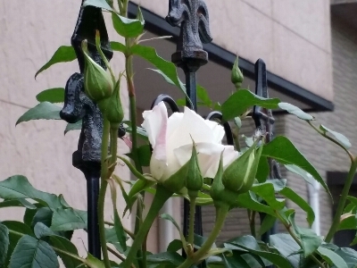 a0162394_23495038.jpg