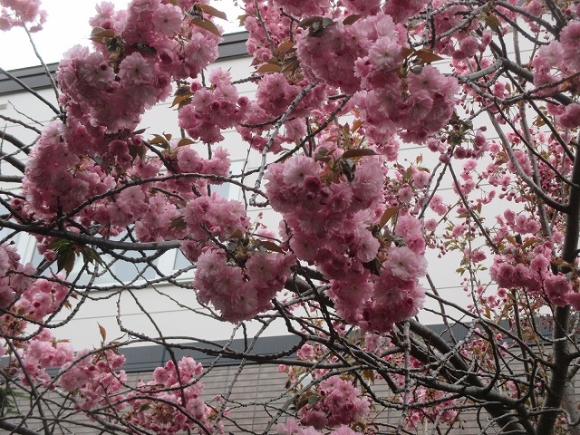 f0202703_05457.jpg