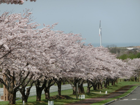 d0136122_6544775.jpg