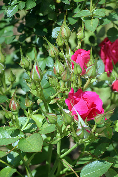 c0184125_21381443.jpg