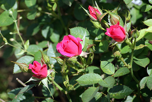 c0184125_21382361.jpg