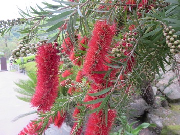 c0051529_15413629.jpg