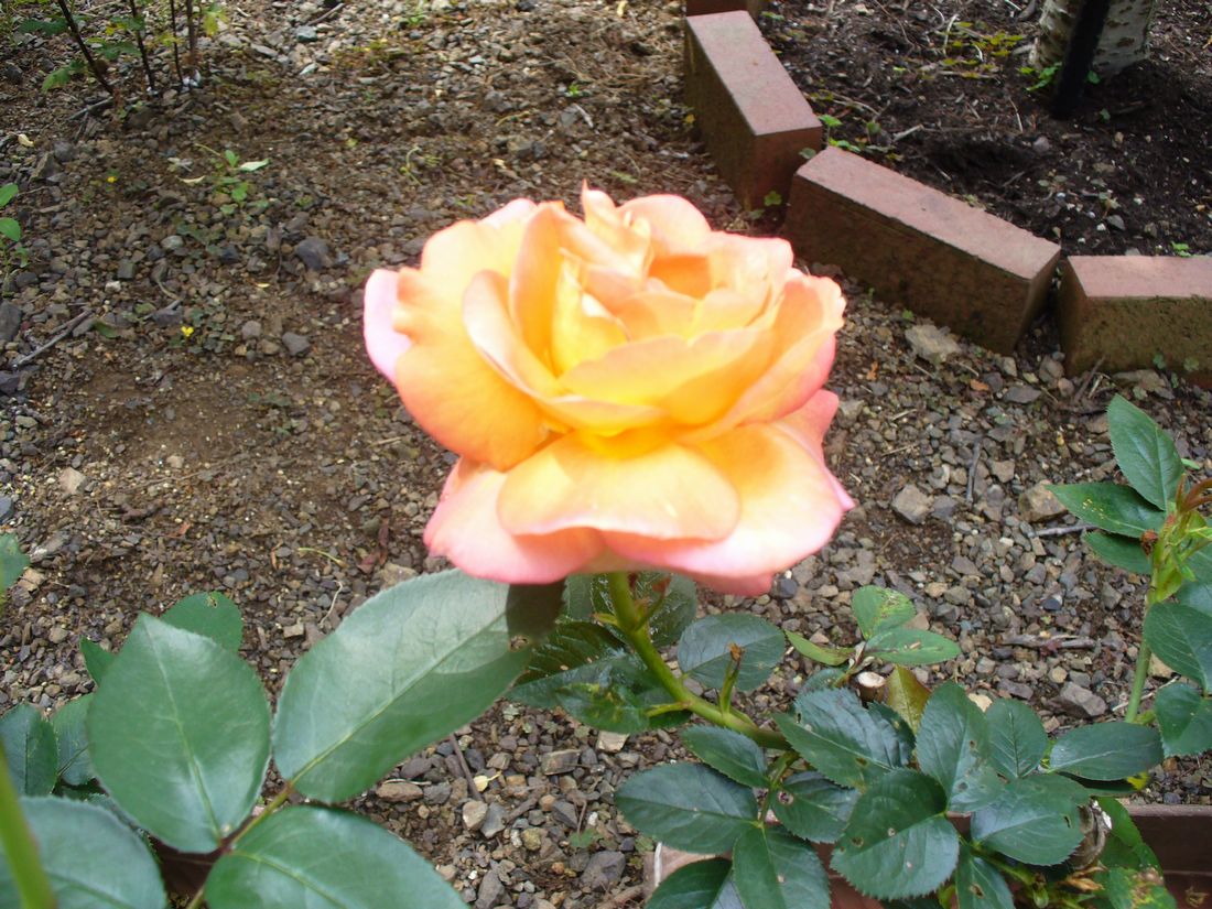 f0275632_22301827.jpg