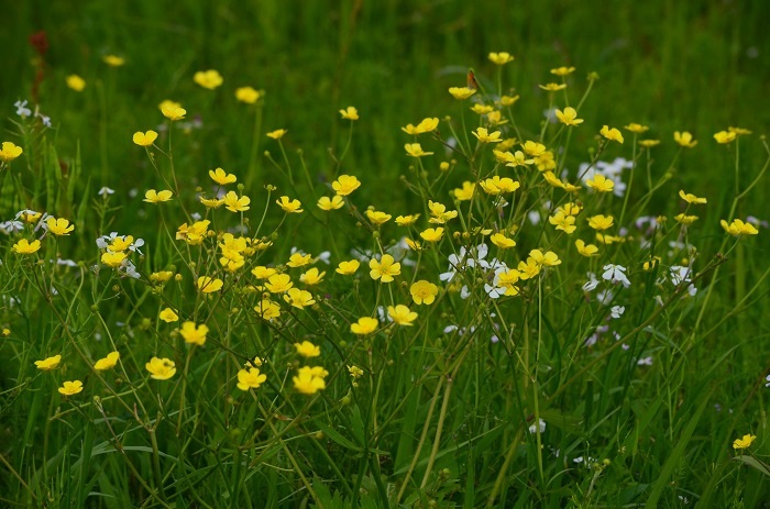 a0146442_8181778.jpg