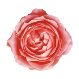a0233560_21204585.png