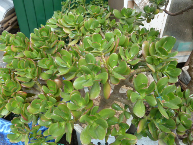 e0278968_22214067.jpg