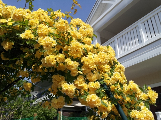 c0226387_1515997.jpg