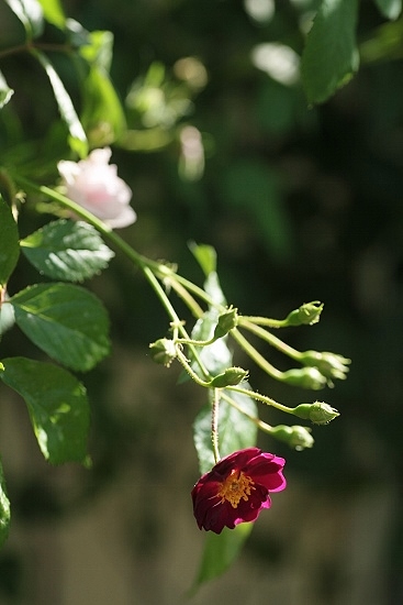 e0209997_030582.jpg