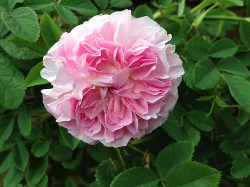 f0201297_10353949.jpg
