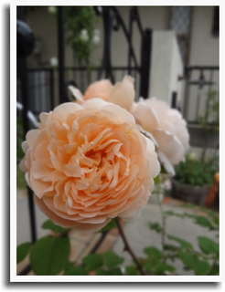 b0110603_17221978.png