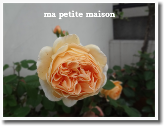 b0110603_1723244.png