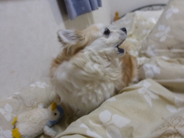 b0138430_10155033.jpg