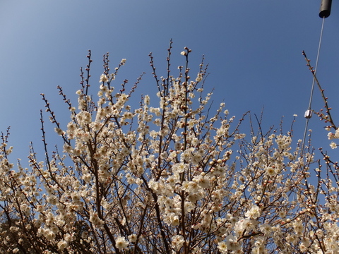 b0281732_7173066.jpg