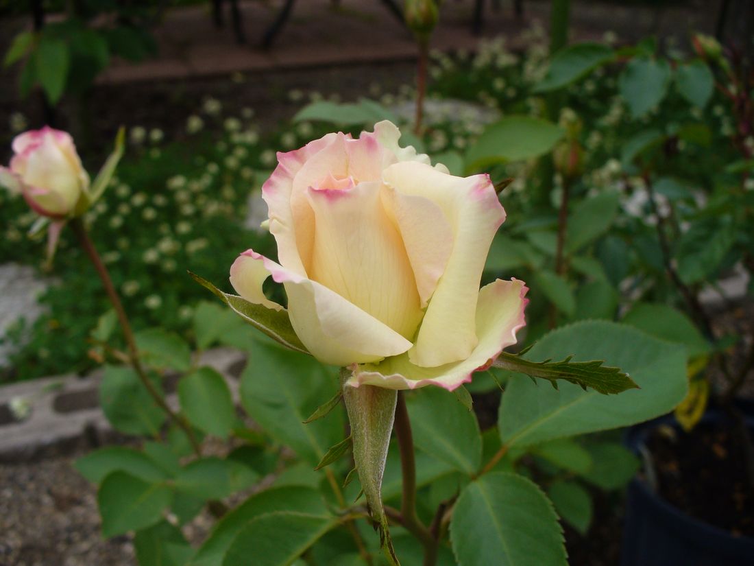 f0275632_22271216.jpg