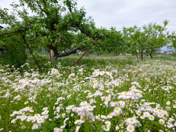 e0274772_16505297.jpg