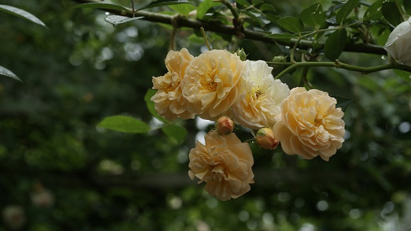 f0166982_201582.jpg