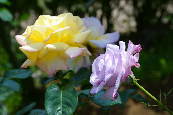 a0263109_1524689.jpg