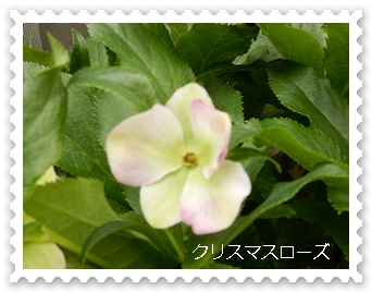 e0033229_2024995.jpg
