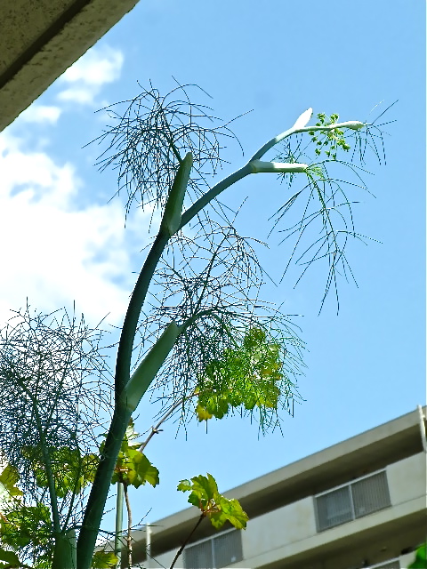 b0027736_2335159.jpg