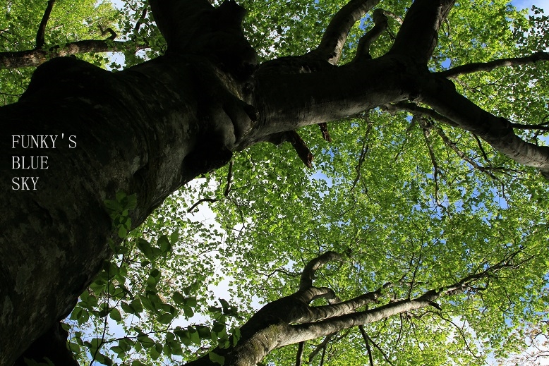 c0145250_16191730.jpg
