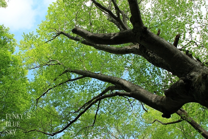 c0145250_1620416.jpg