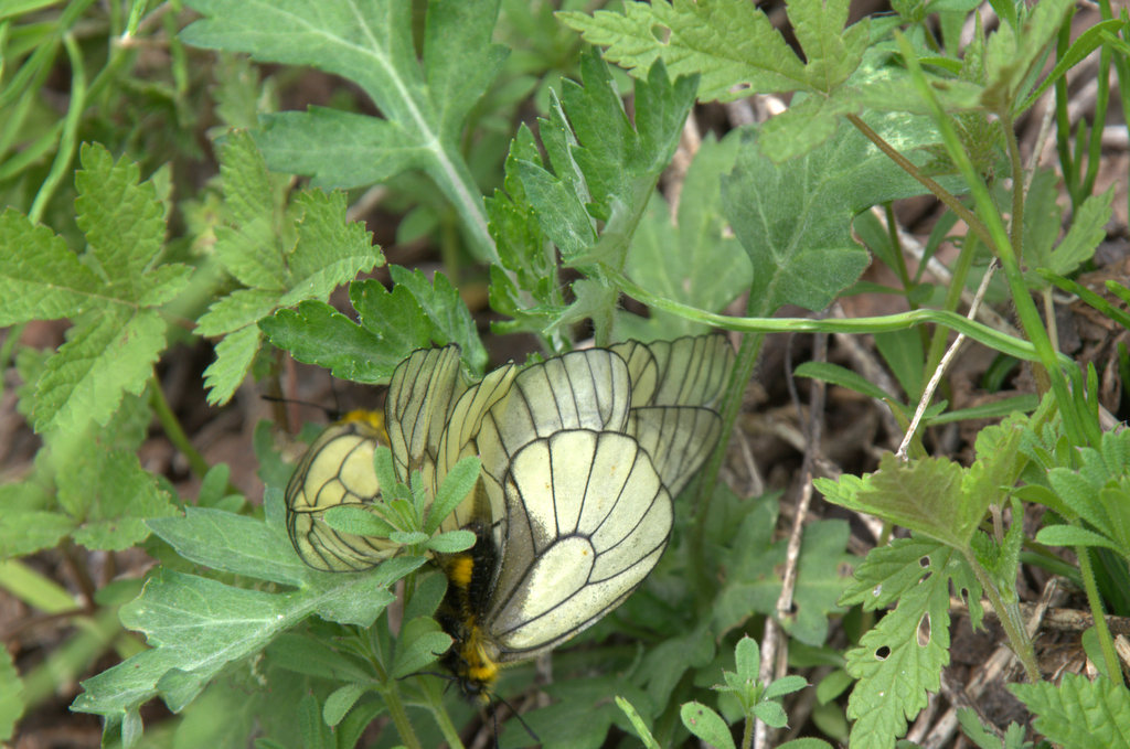 d0098057_3524029.jpg