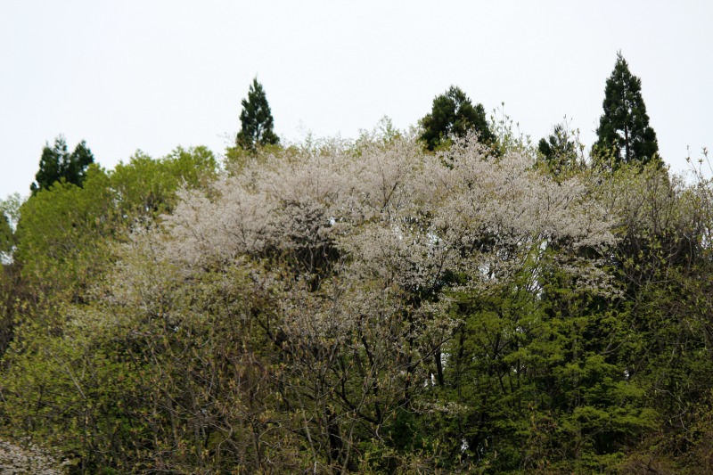 a0127090_23392196.jpg
