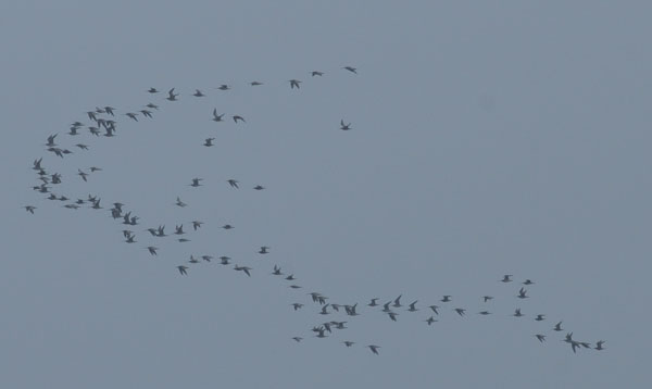 f0159390_17125041.jpg