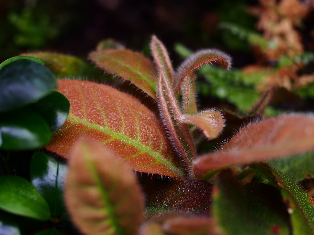 c0156313_1728555.jpg