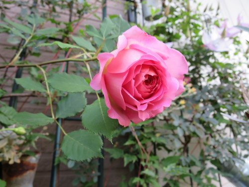 b0178339_09393281.jpg