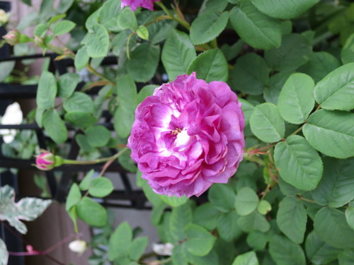 b0178339_09422955.jpg