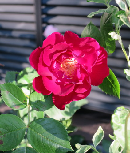 b0178339_09493639.jpg