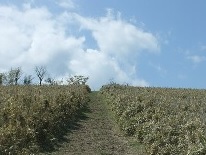 f0036354_923345.jpg