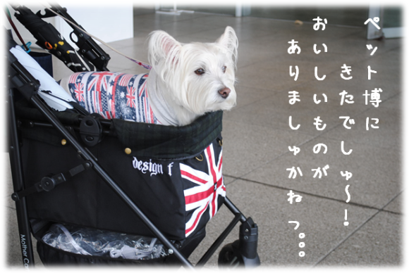 b0242873_22044591.png