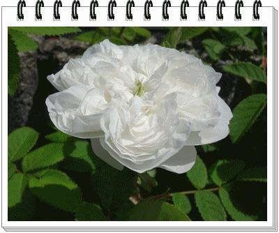 c0125501_09385.gif