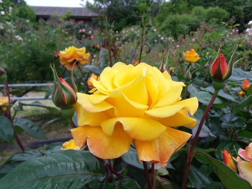 c0017802_19492931.jpg