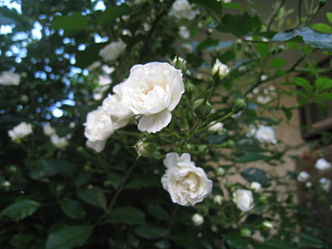 d0046702_81144.jpg