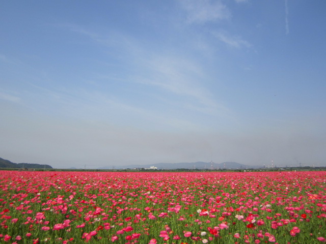 f0319323_0444217.jpg