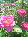 b0074430_23334248.jpg