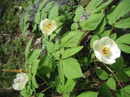 c0077338_6392243.jpg