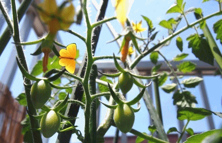 e0255638_12584695.gif