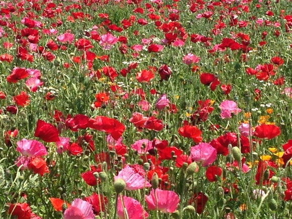 c0145541_115419.jpg