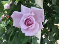 c0117570_135243.jpg
