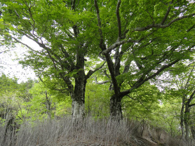 d0182075_744361.jpg