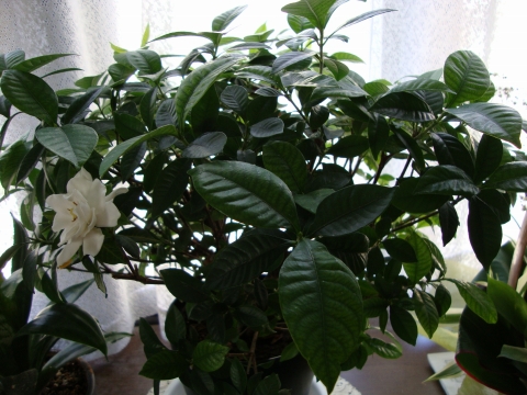 c0322794_2225897.jpg