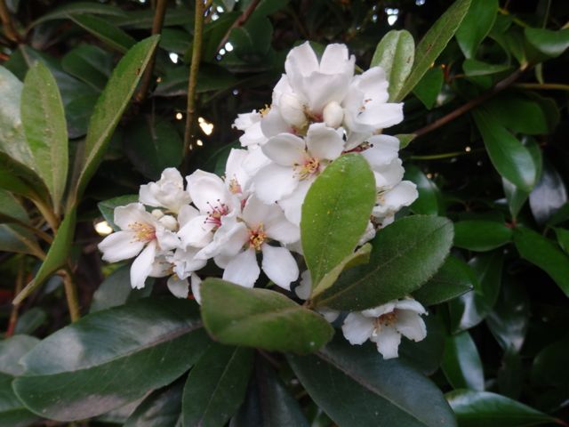 f0130894_2225081.jpg
