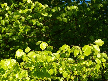 b0110999_439857.jpg