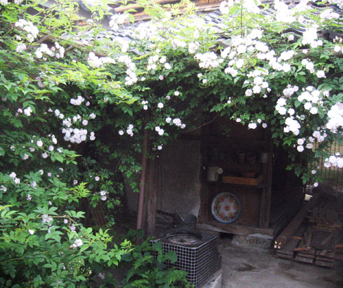 d0077603_10103391.jpg